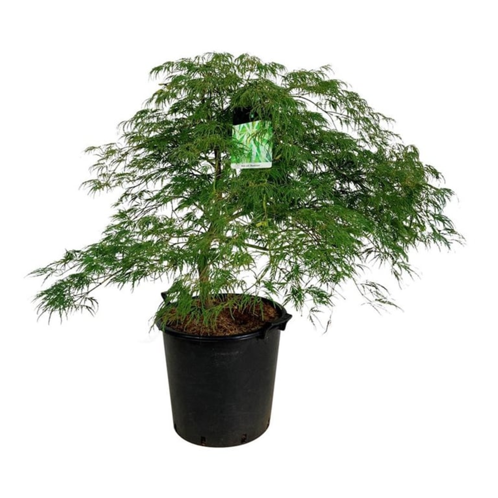 Acer pal. 'Dissectum'.