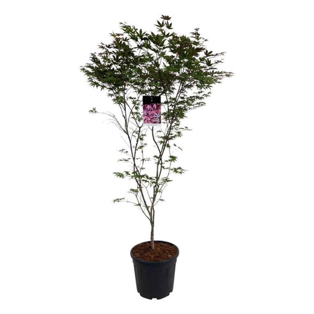Acer pal. 'Atropurpureum'.
