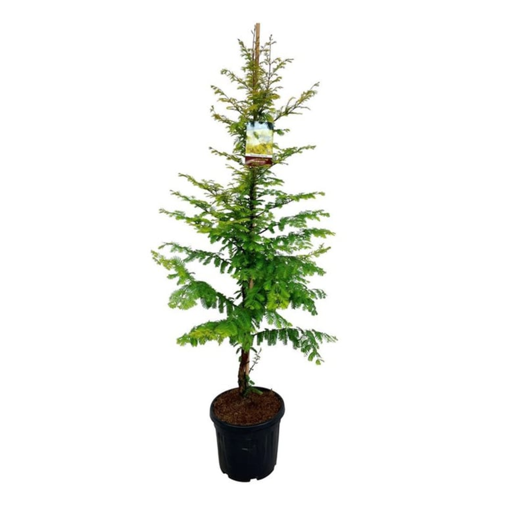 Metasequoia gl. 'Amber Glow' PBR.