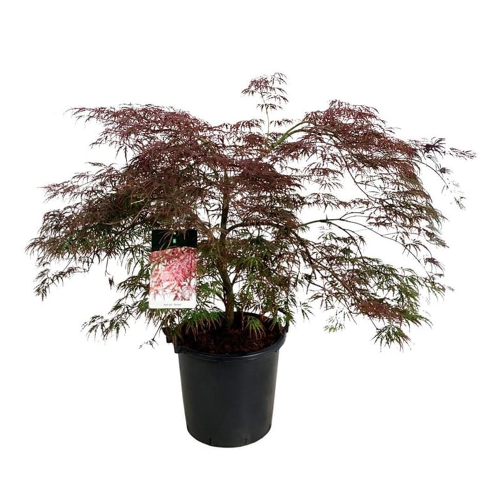 Acer pal. 'Garnet'.