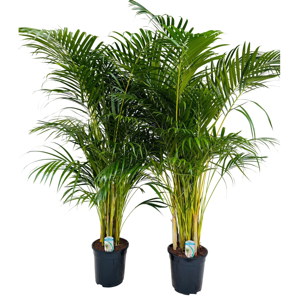 Dypsis lutescens P21 H120.