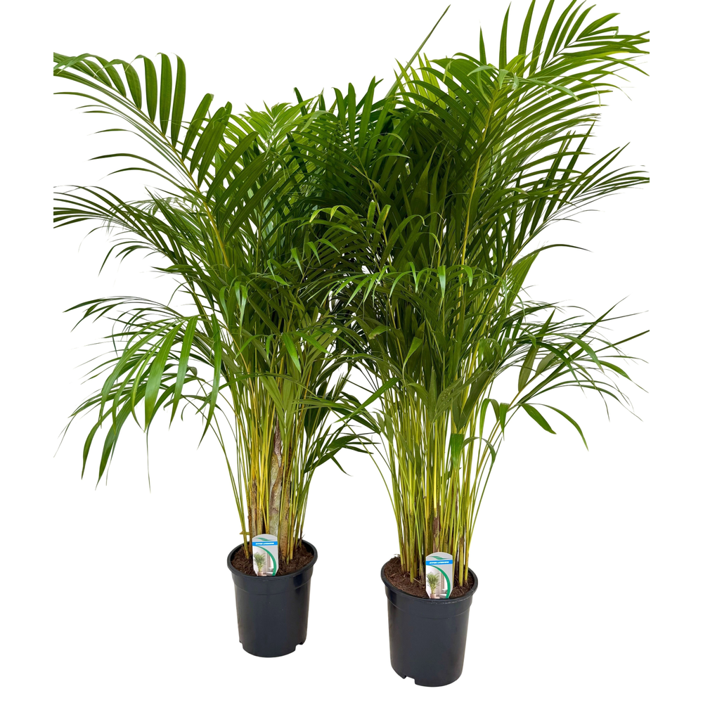 Dypsis lutescens P24 H150.