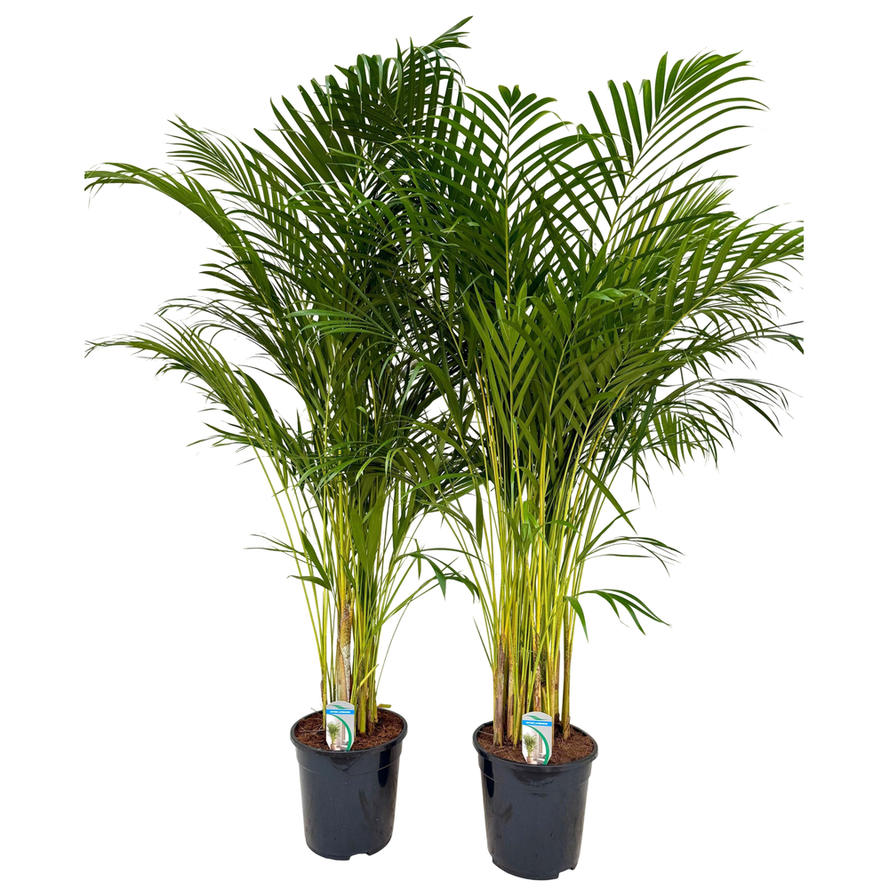 Dypsis lutescens P24 H130.