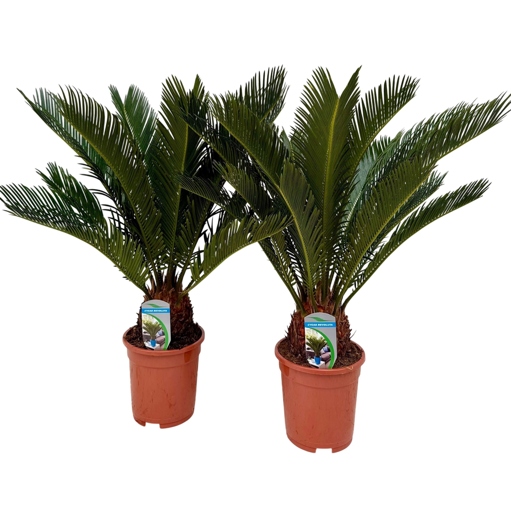 Cycas revoluta P17 XL.