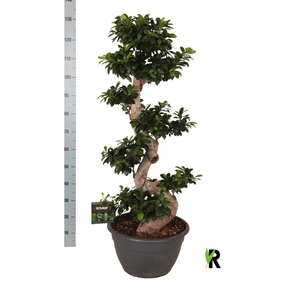 Ficus micr. S-type in kunststof sierpot.