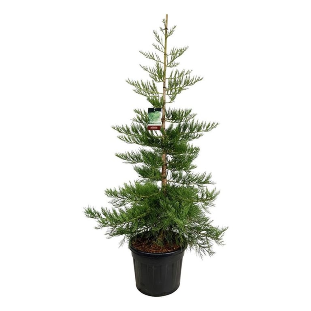 Sequoiadendron g. 'H. Mamm. Three'.