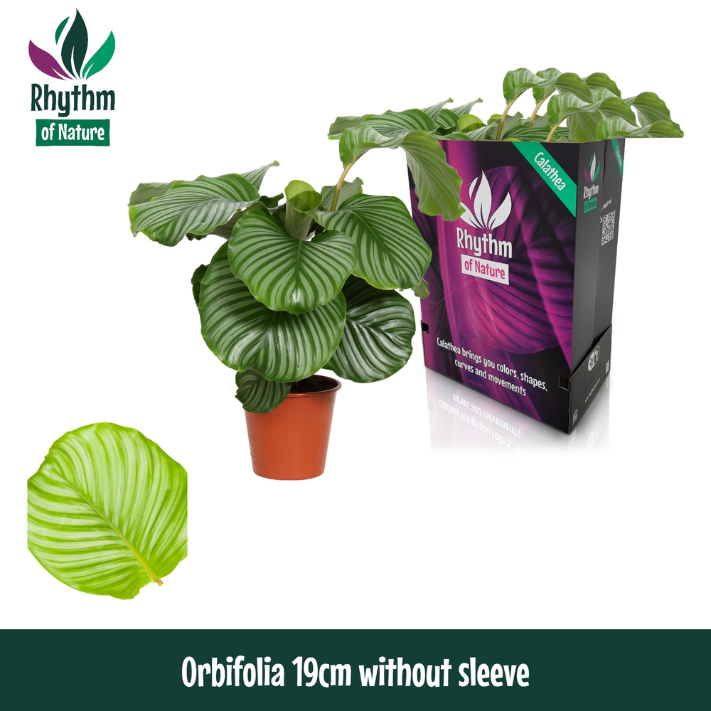 Calathea 19cm Orbifolia Rhythm of Nature zonder ho.