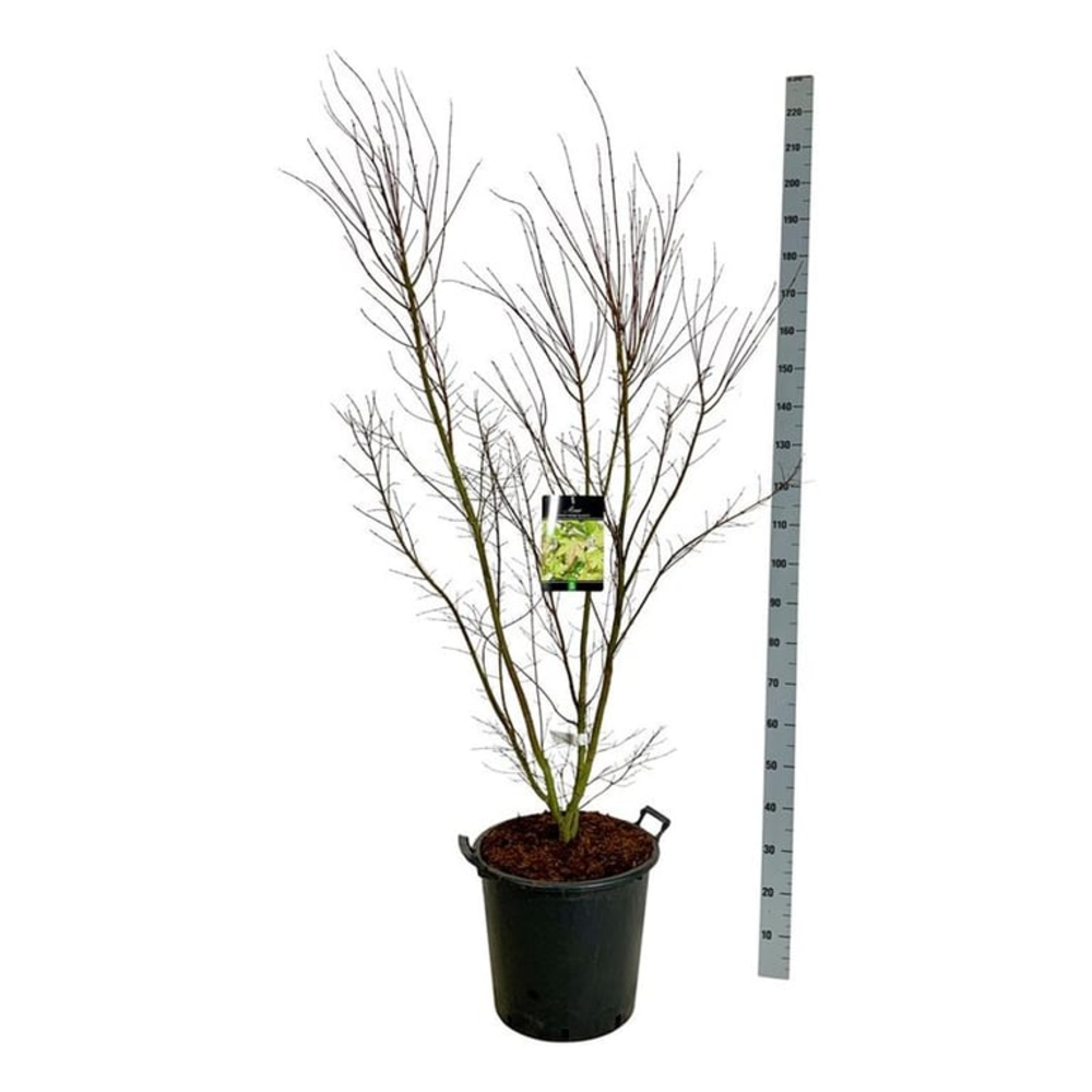 Acer pal. 'Silhouette'.