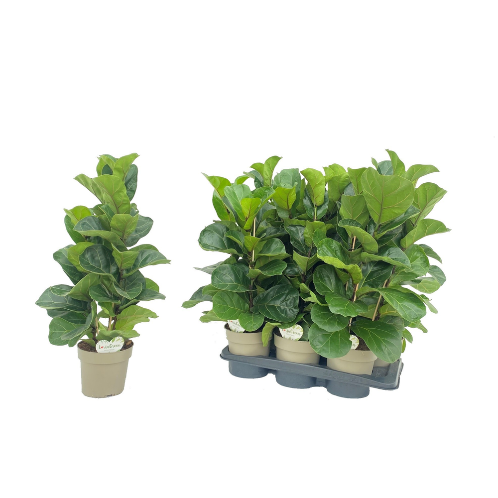 Ficus Tibaco.