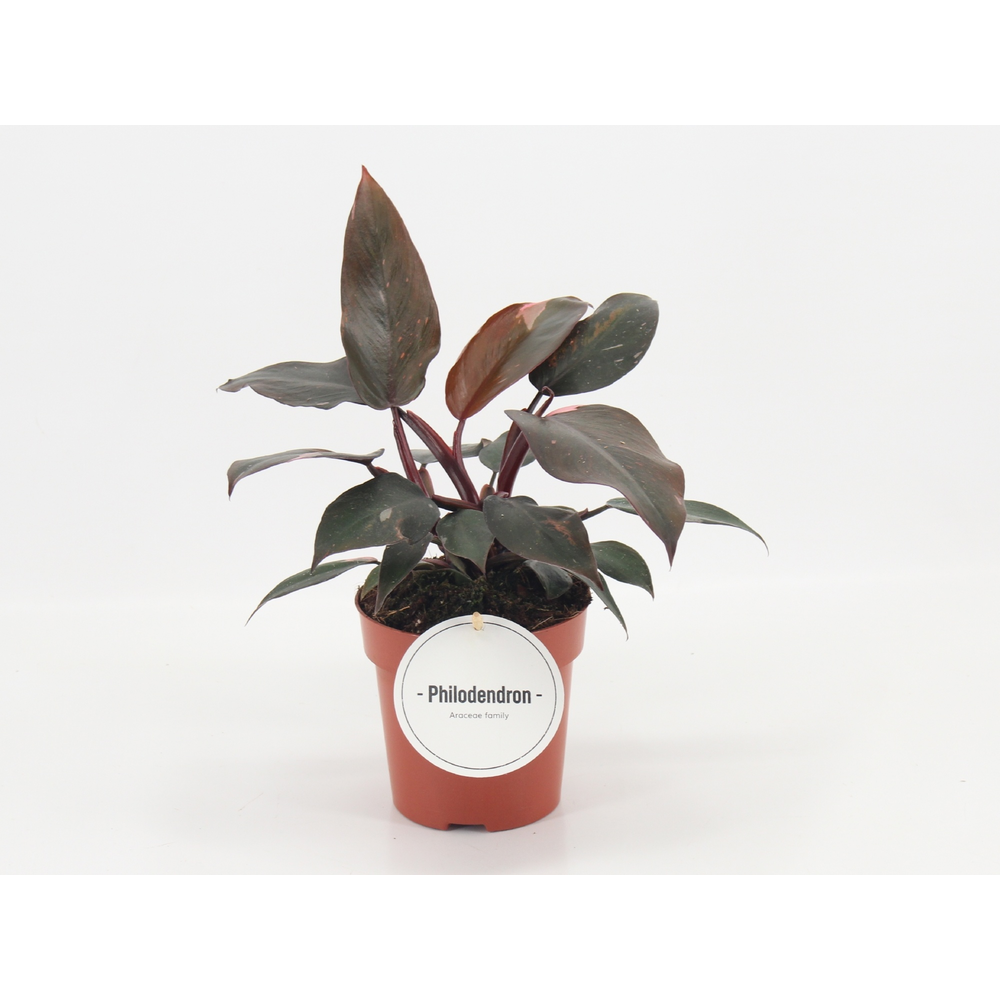 Philodendron Burgundy Princess.