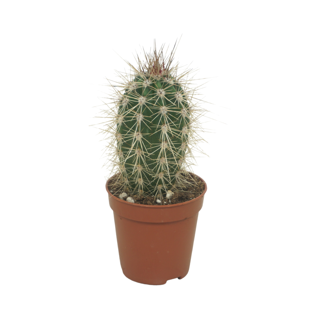 Pachycereus pringlei 5,5 cm.