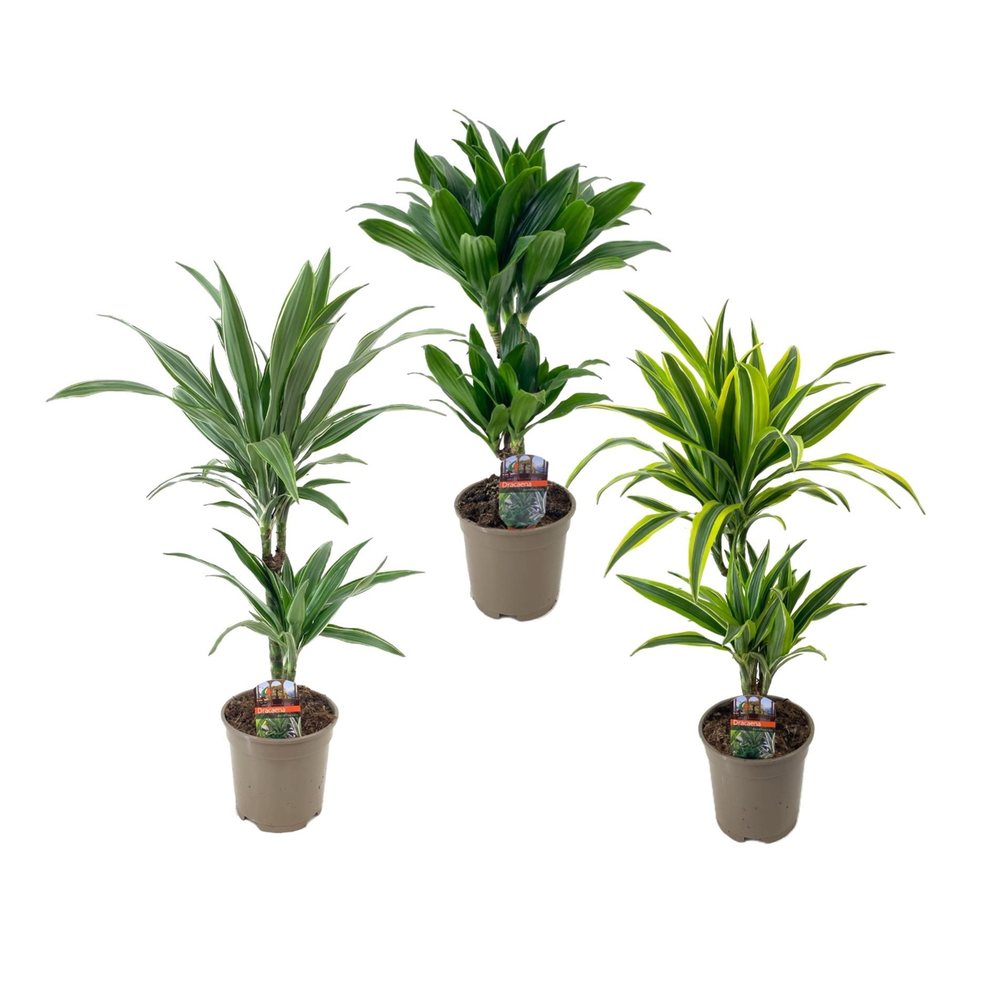 Dracaena deremensis mix.