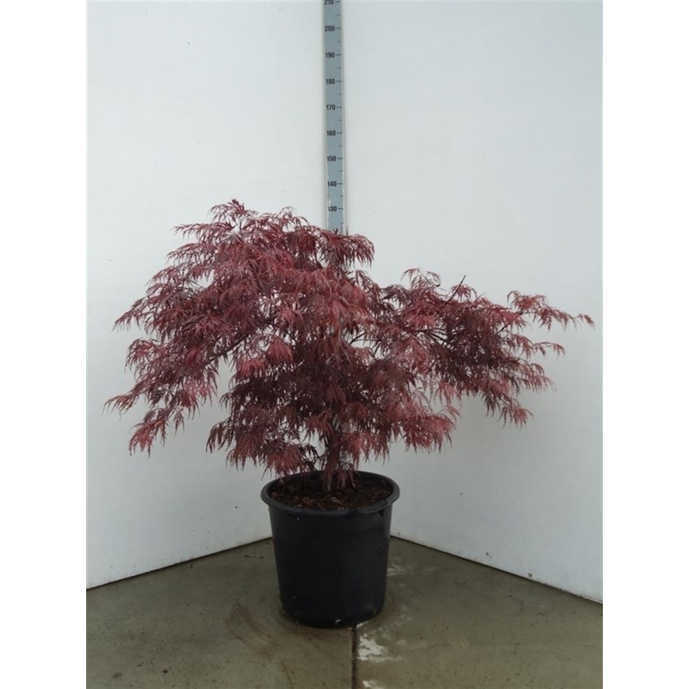 Acer pal. garnet.