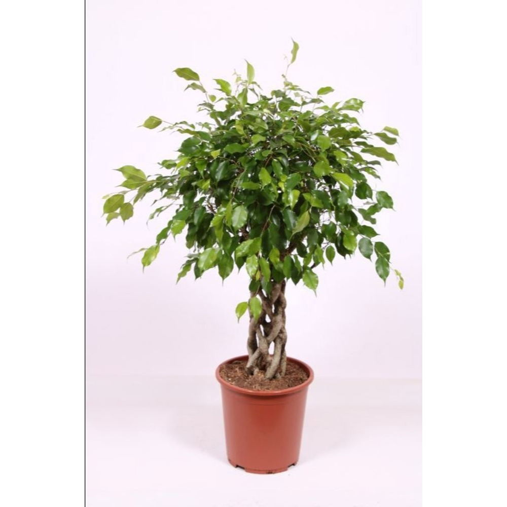 Ficus Exotica.