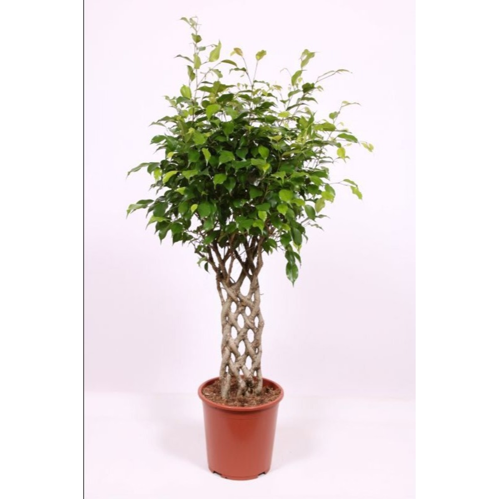 Ficus Exotica.