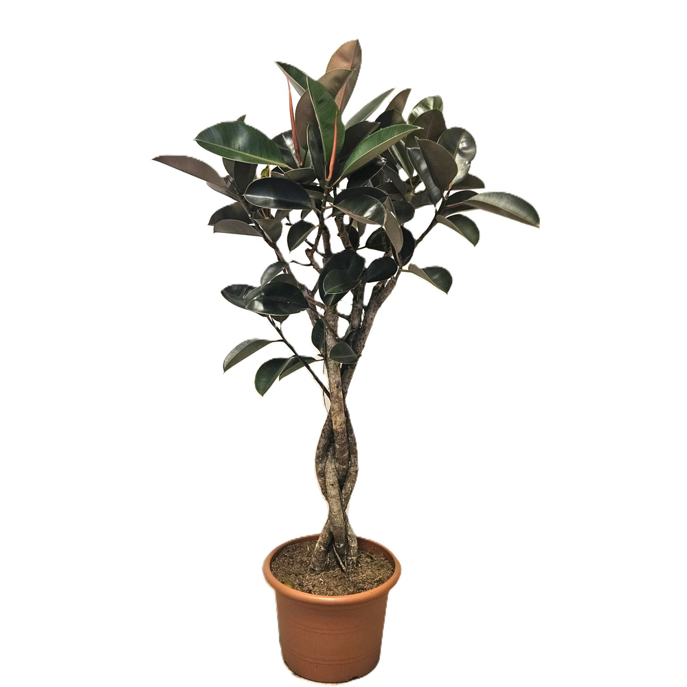 Ficus Burgundy.