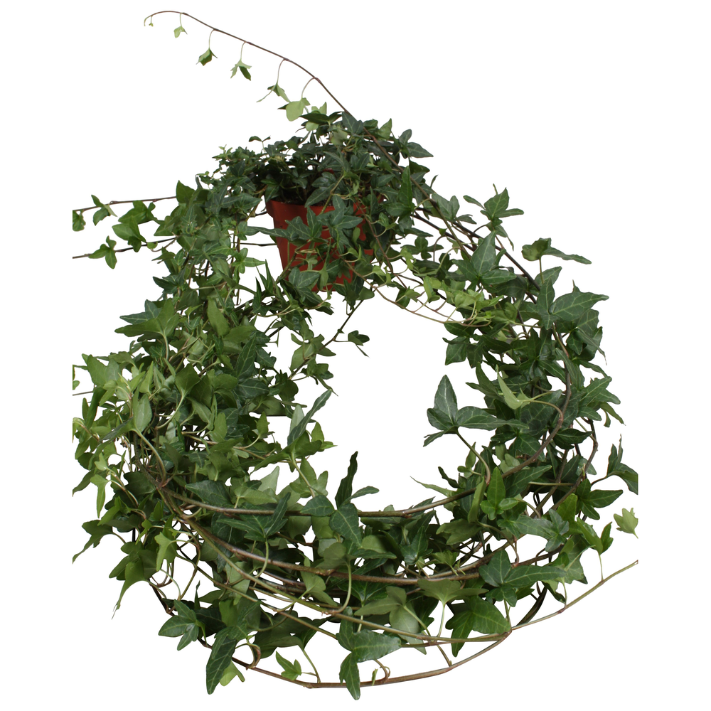 Hedera helix Shamrock lange plant.