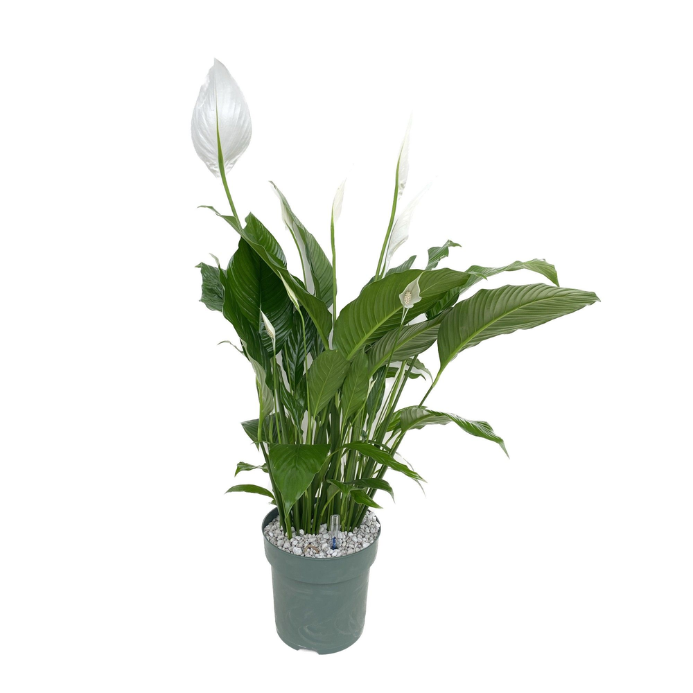 Spathiphyllum Sweet Sebastiano.