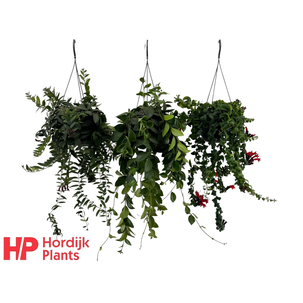 Aeschynanthus Mix (krul en plat)..