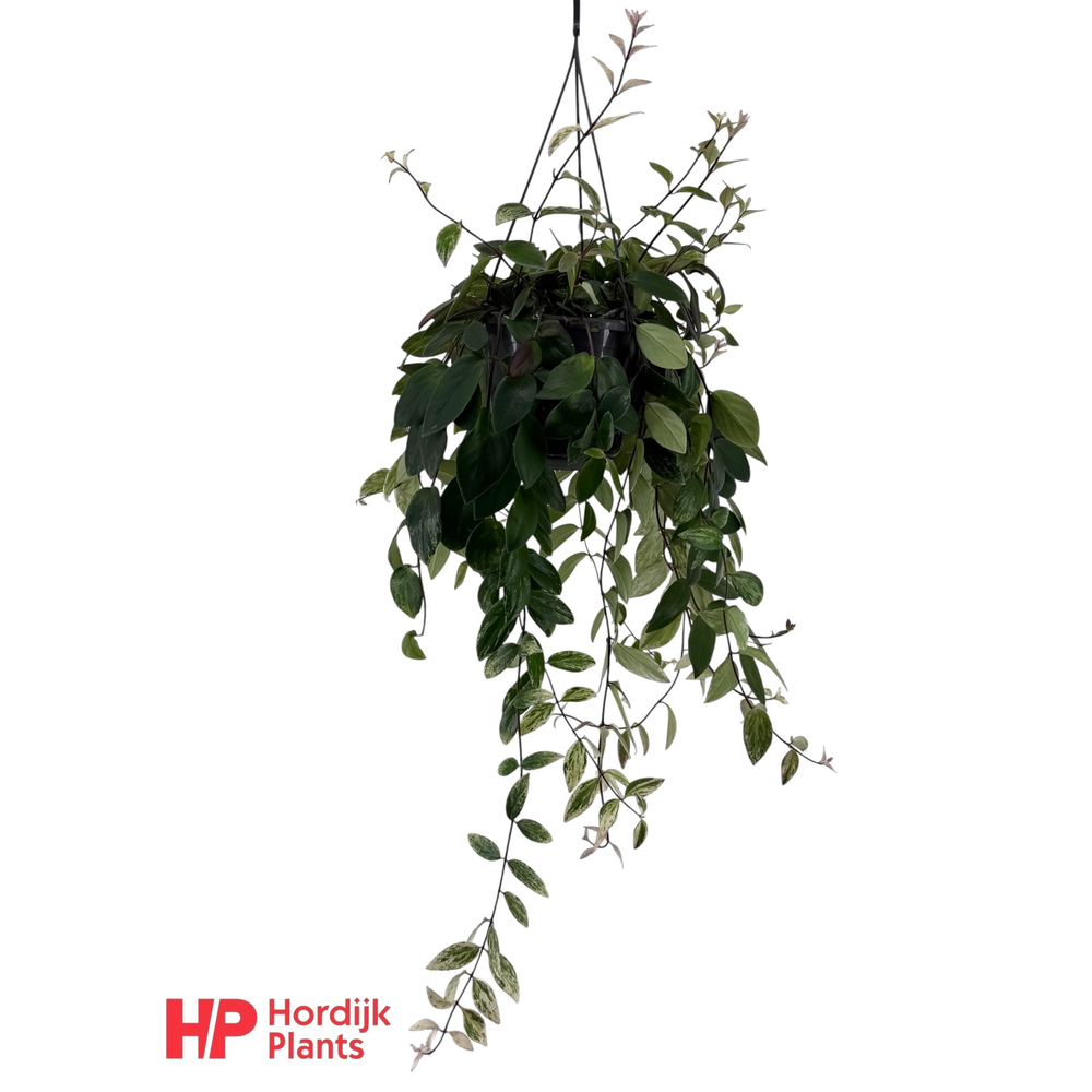 Aeschynanthus lobbianus 'Variegatus'.
