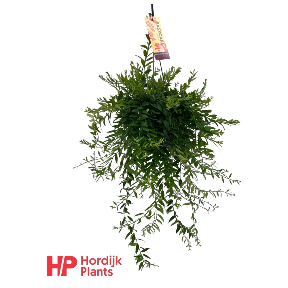 Aeschynanthus 'Japhrolepis'.