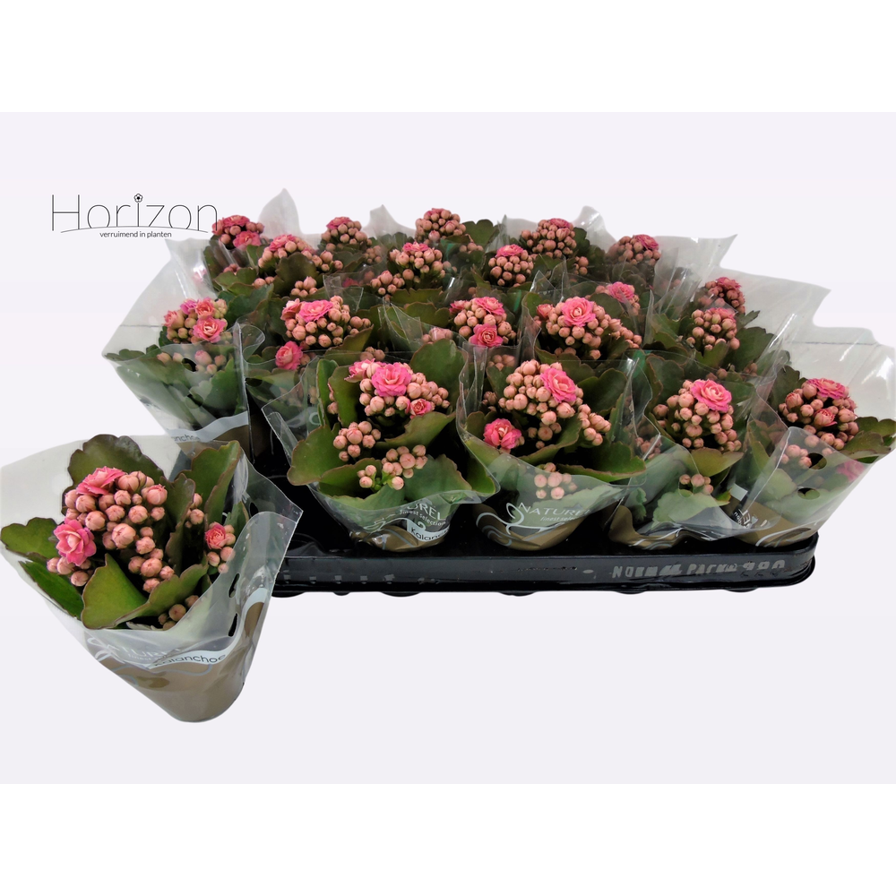 Kalanchoë dubbelbloemig ROZE (Queen Genetics) - ho.