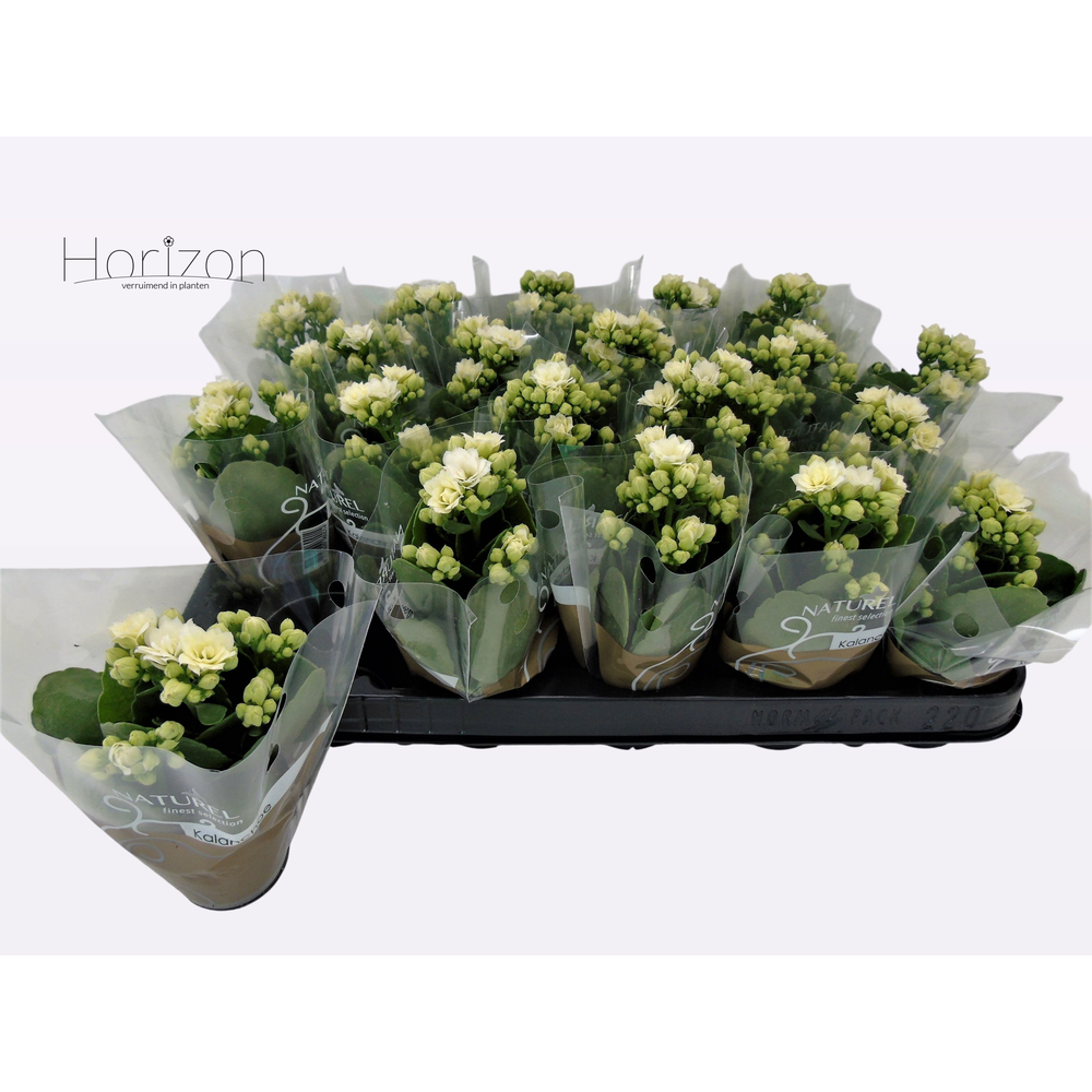 Kalanchoë dubbelbloemig WIT (Queen Genetics) - hoe.