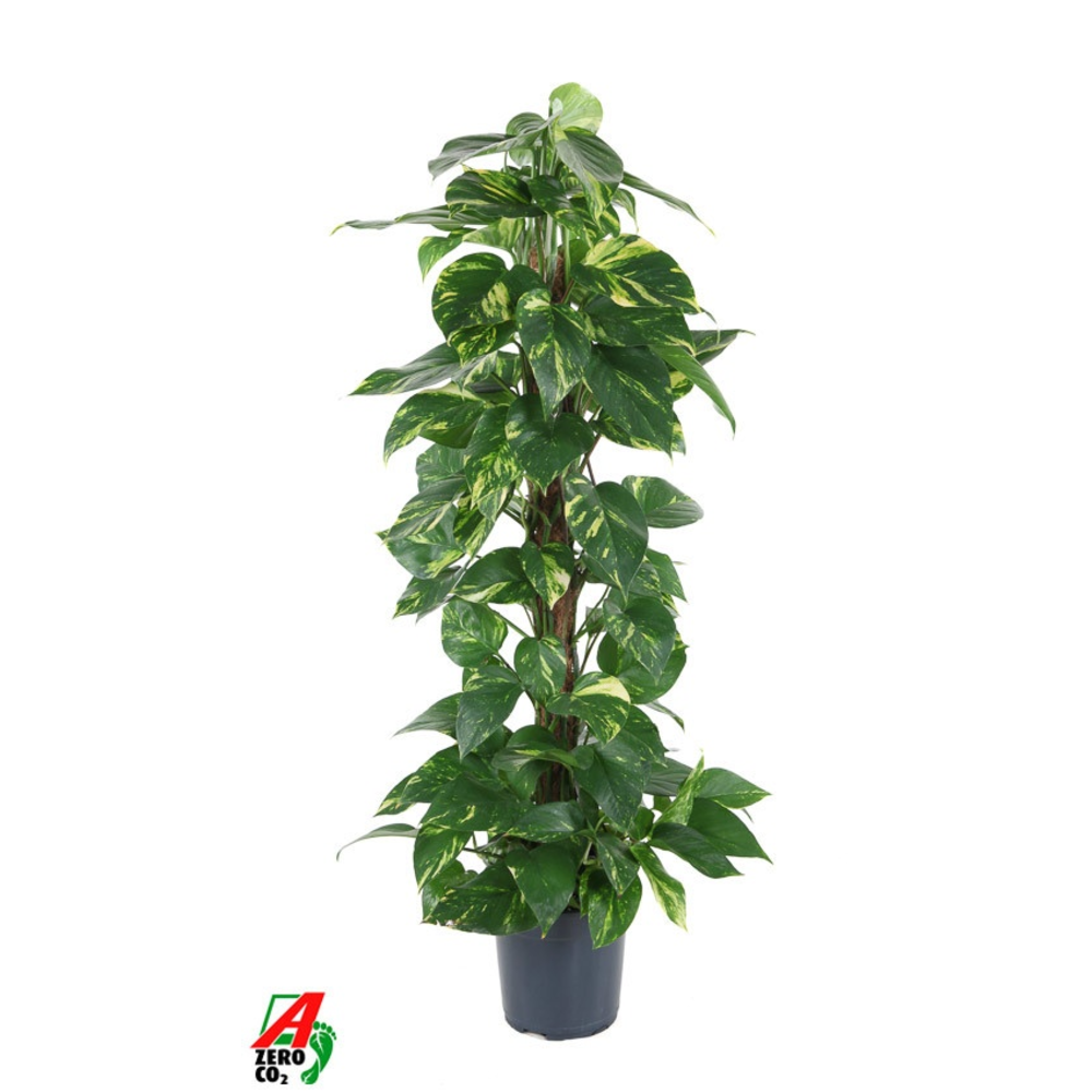 Epipremnum Pinnatum Mosstok P21.
