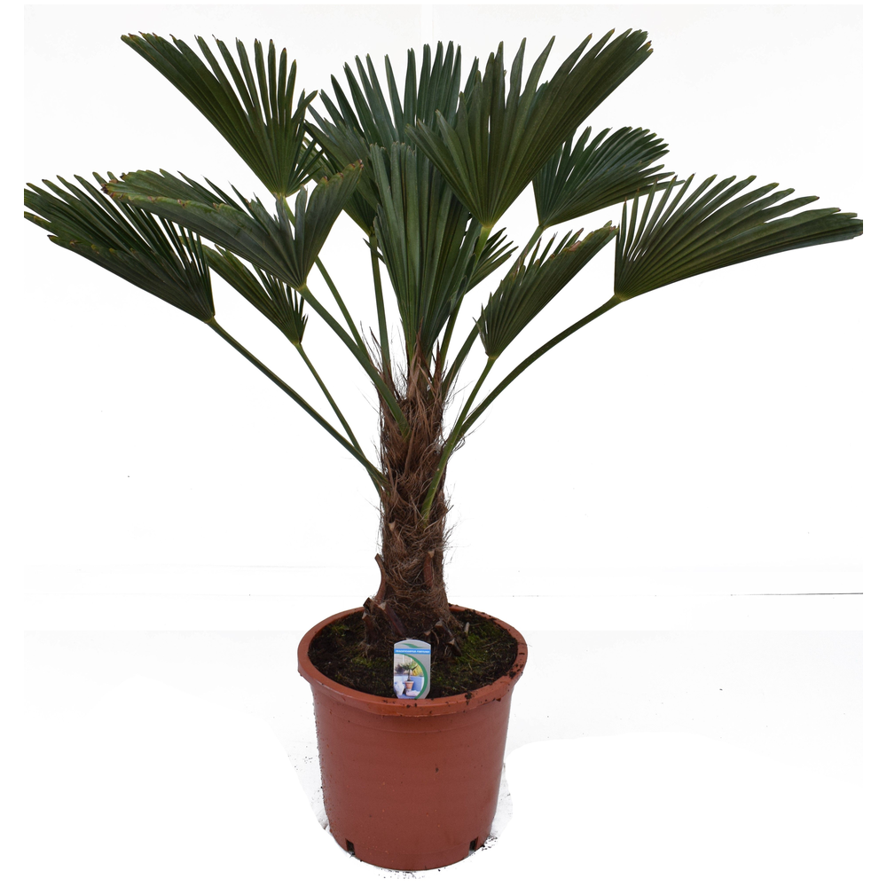 Trachycarpus wagnerianus P30 H120.