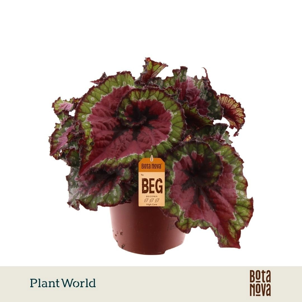 Begonia rex Macarena.