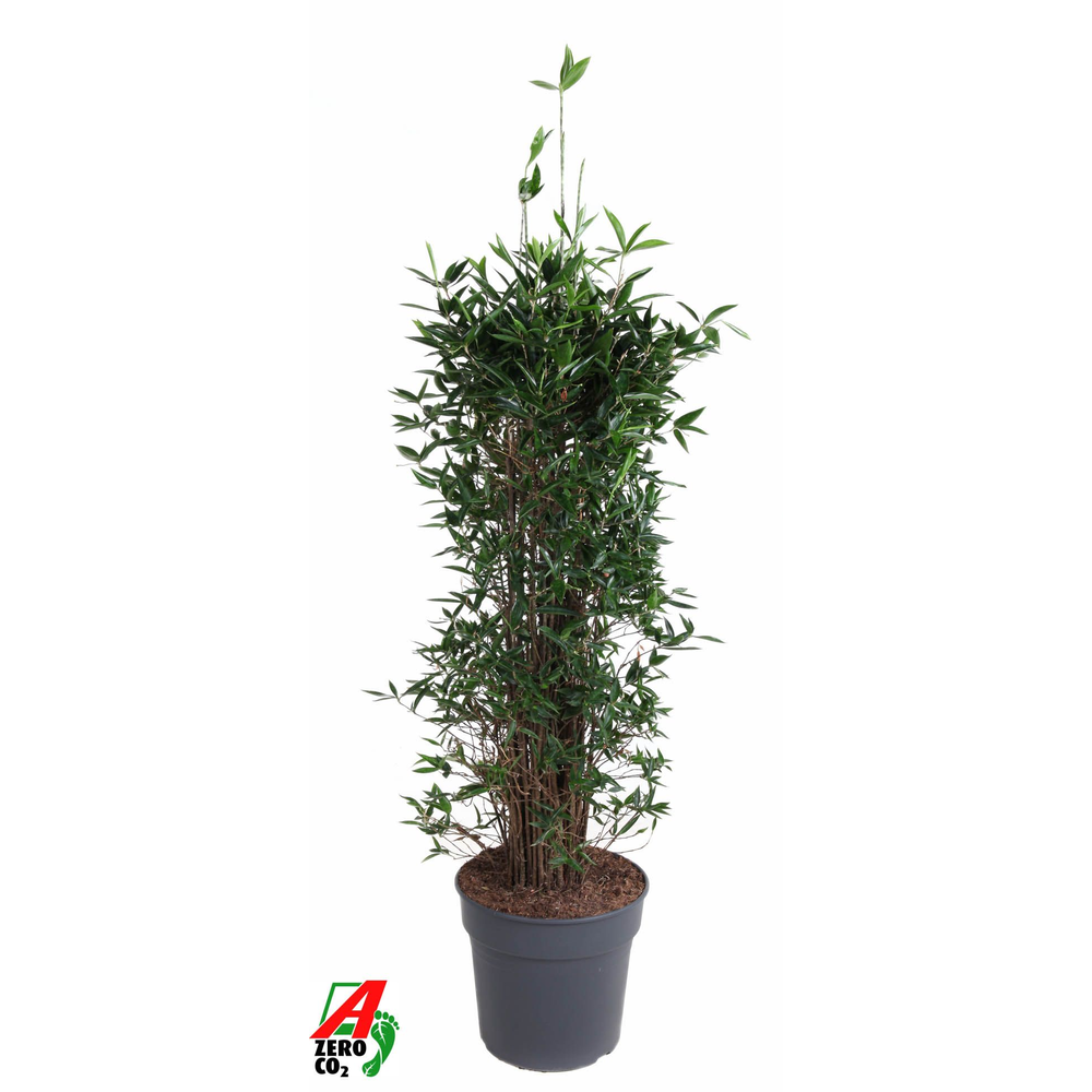 Dracaena Surculosa bush P34.