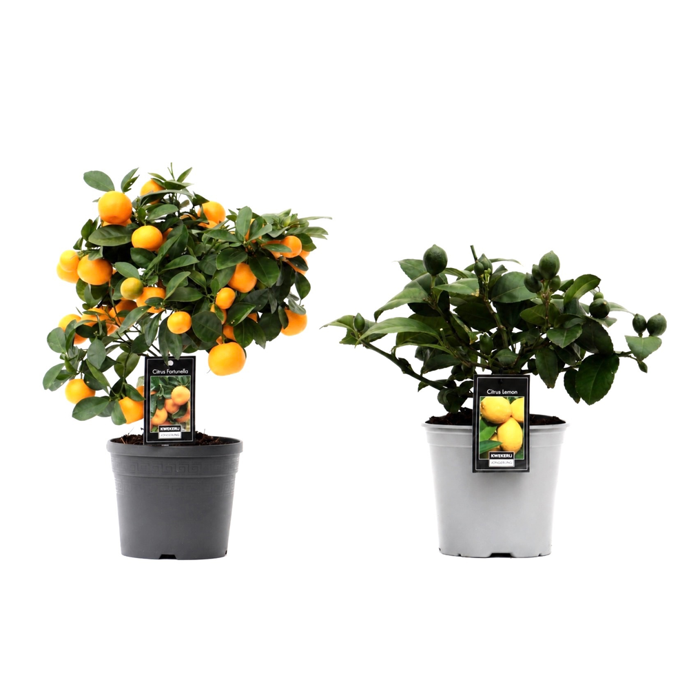 Citrus Mix 2 Soorten.