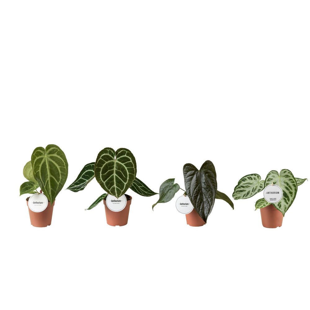 Anthurium Mix.