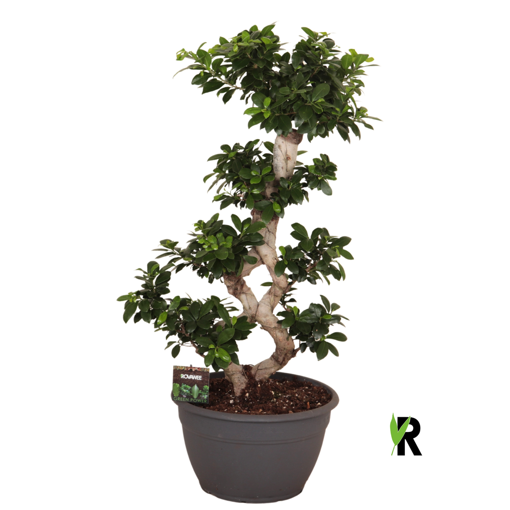 Ficus micr. 8-type.