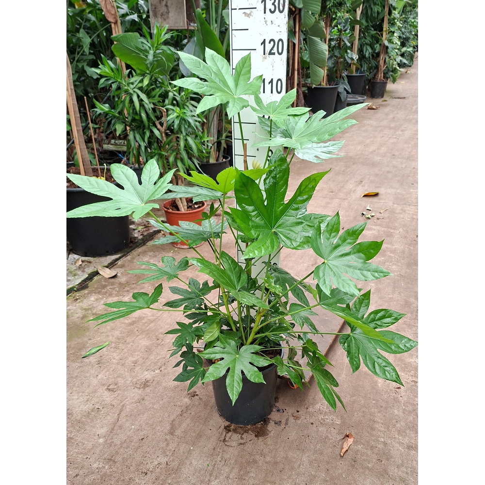 Fatsia Japonica 130.