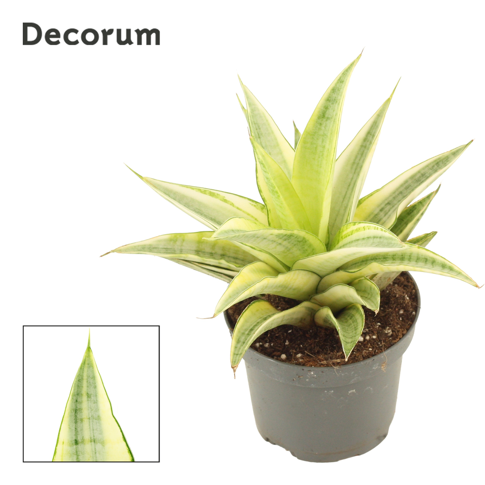 Sansevieria Gabriella Crown 9 cm (Decorum).