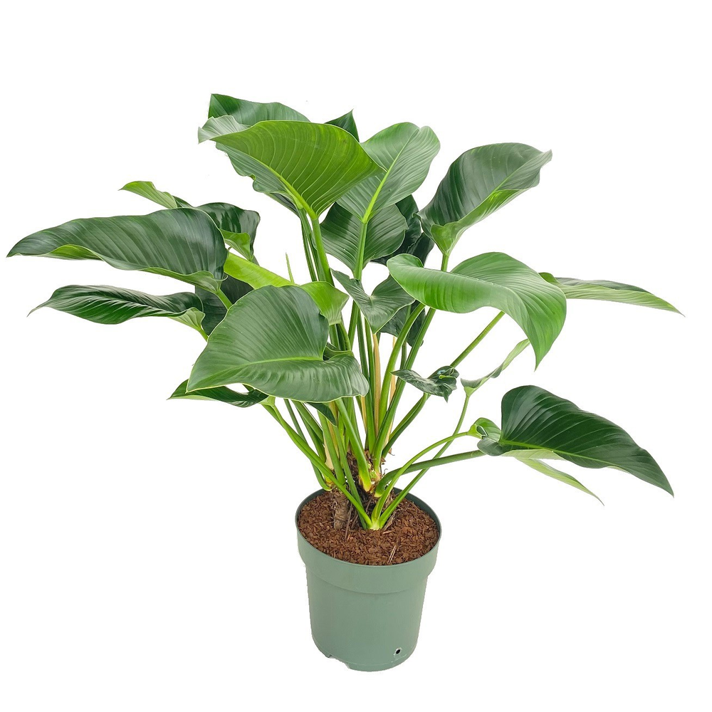 Philodendron Green Beauty (Bark).