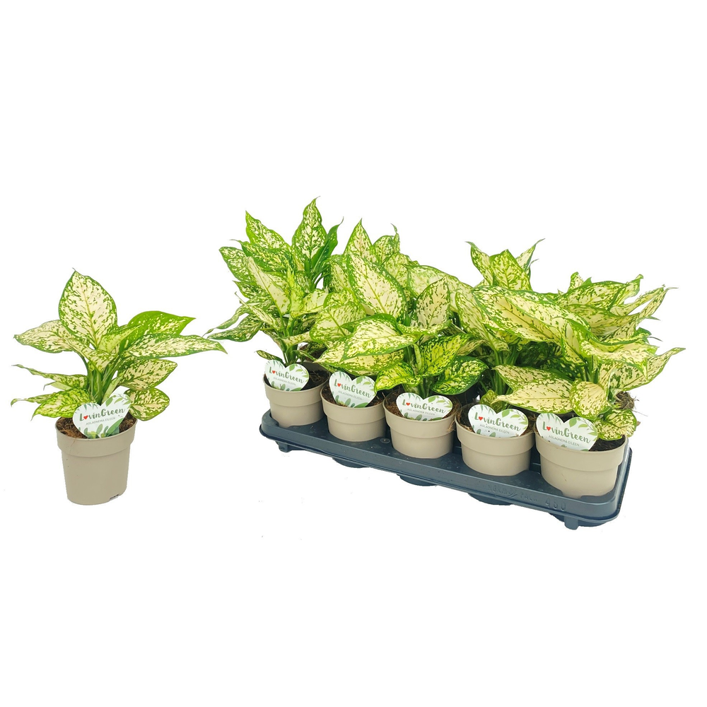 Aglaonema Eileen.