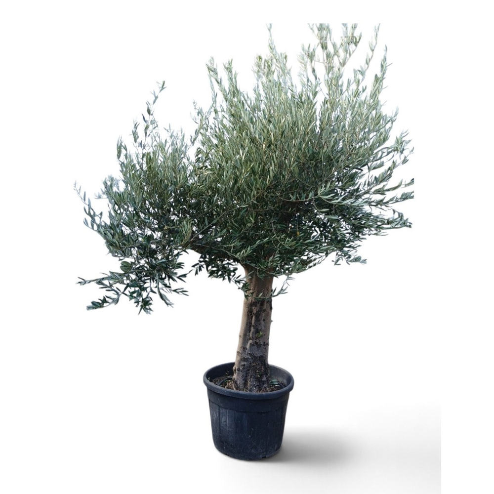 Olea europaea.