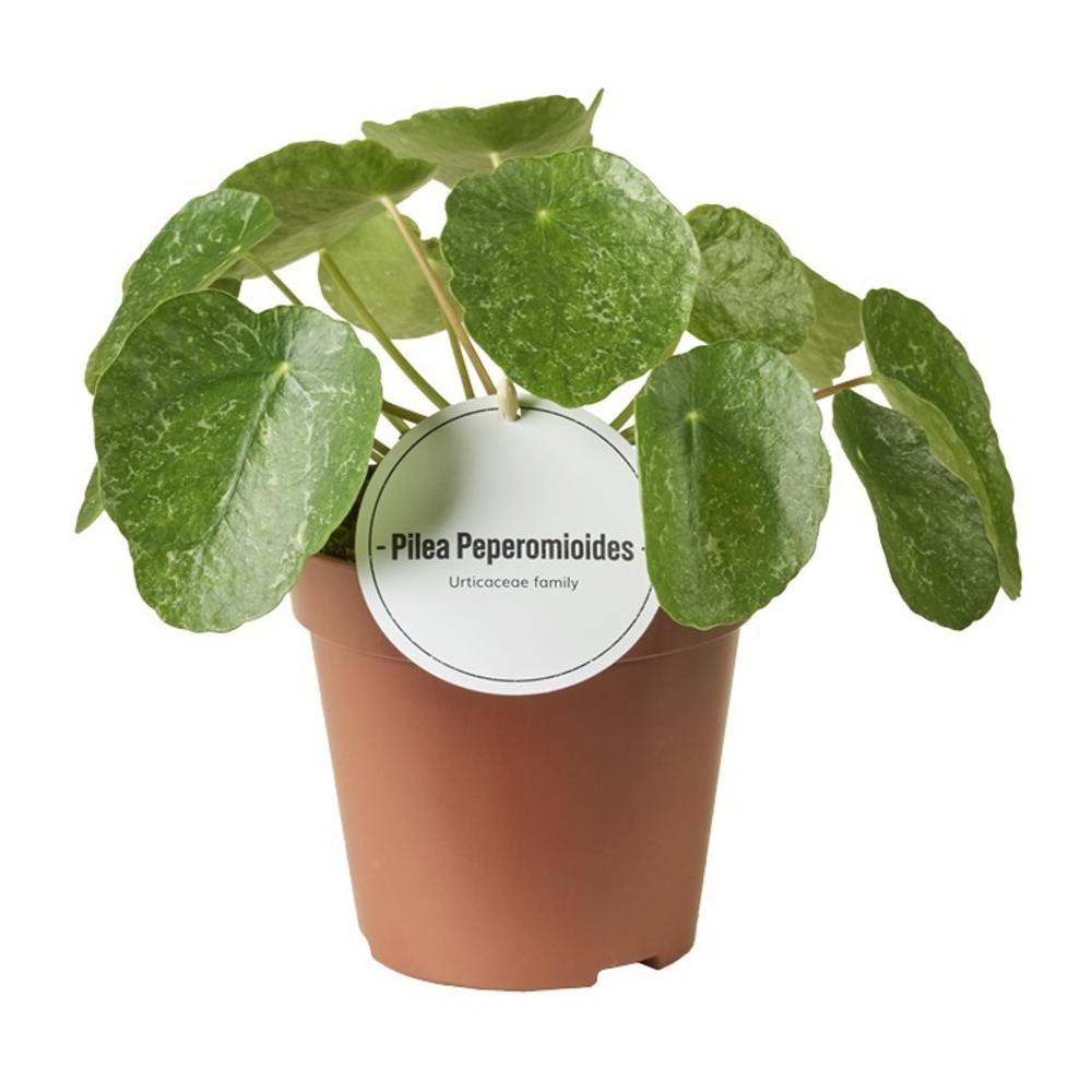 Pilea Sugar.