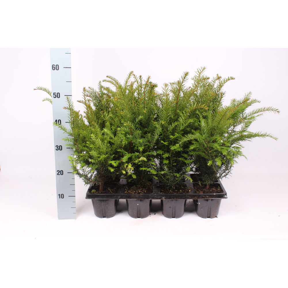 Taxus baccata.