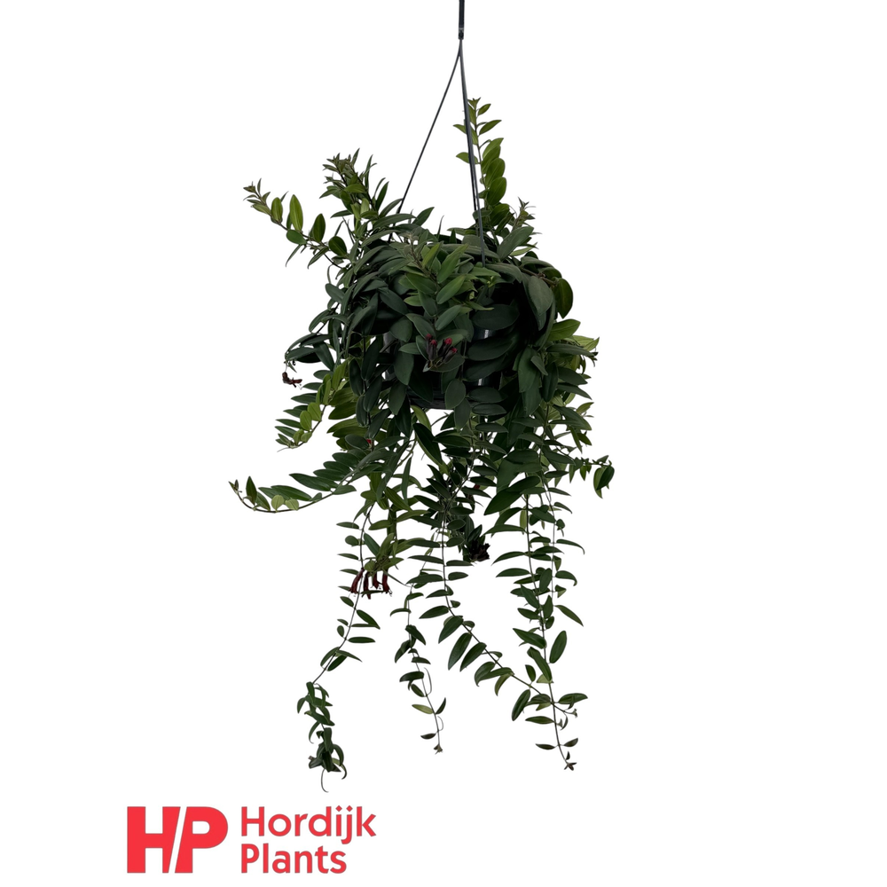 Aeschynanthus 'Caro Improved'; bloeiend.