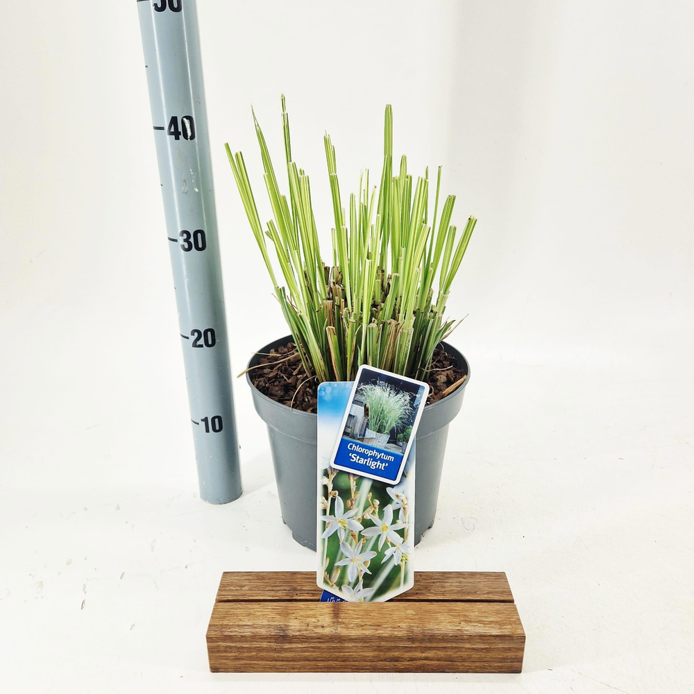 Chlorophytum saunderisiae ‘Starlight’ PBR.