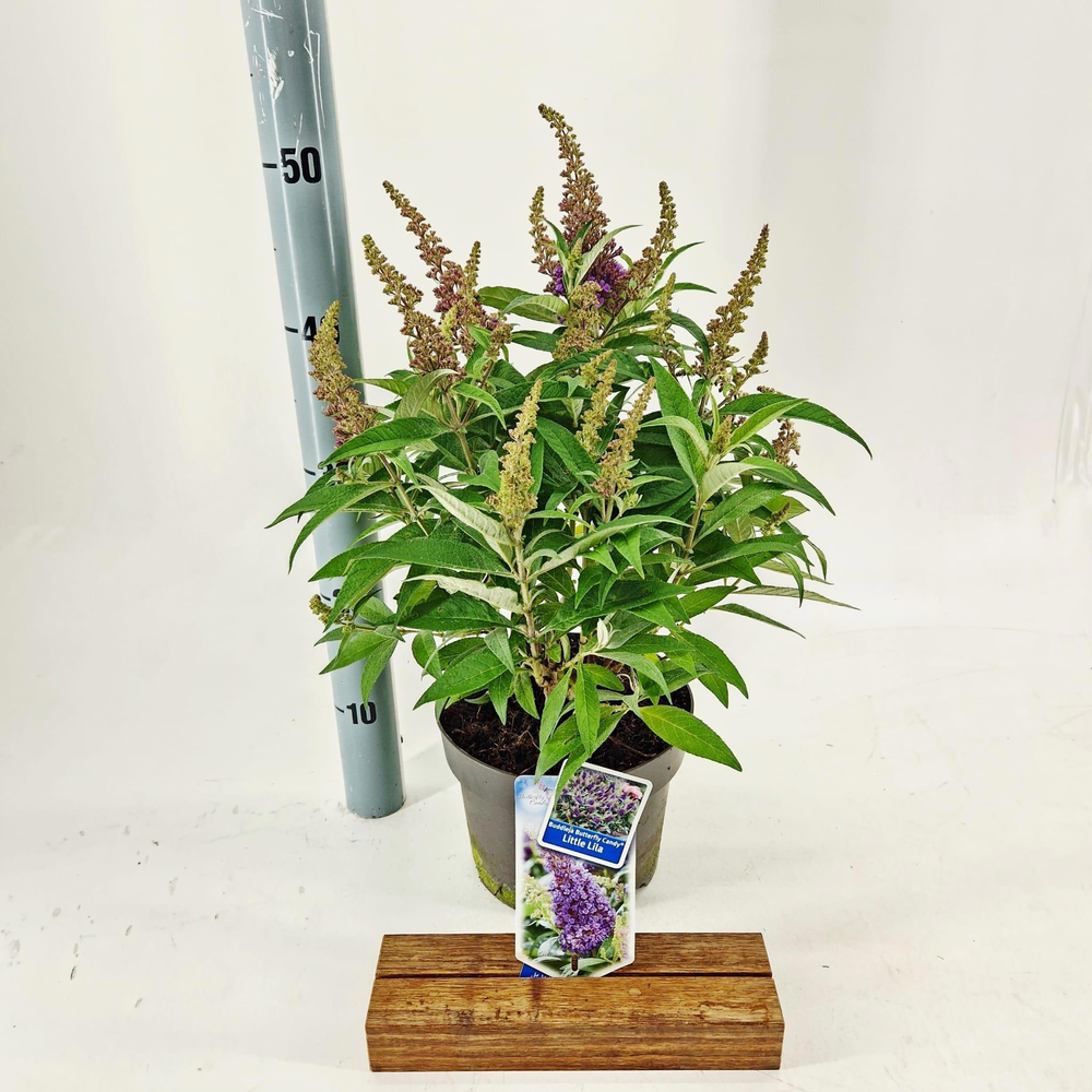 Buddleja d. Butt. Candy® Little Lila ('BotEx 004'P.