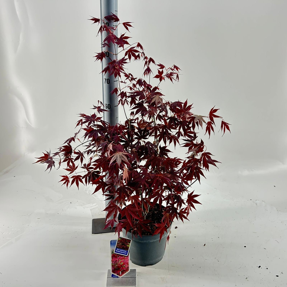 Acer pal. 'Atropurpureum' uit zaad.