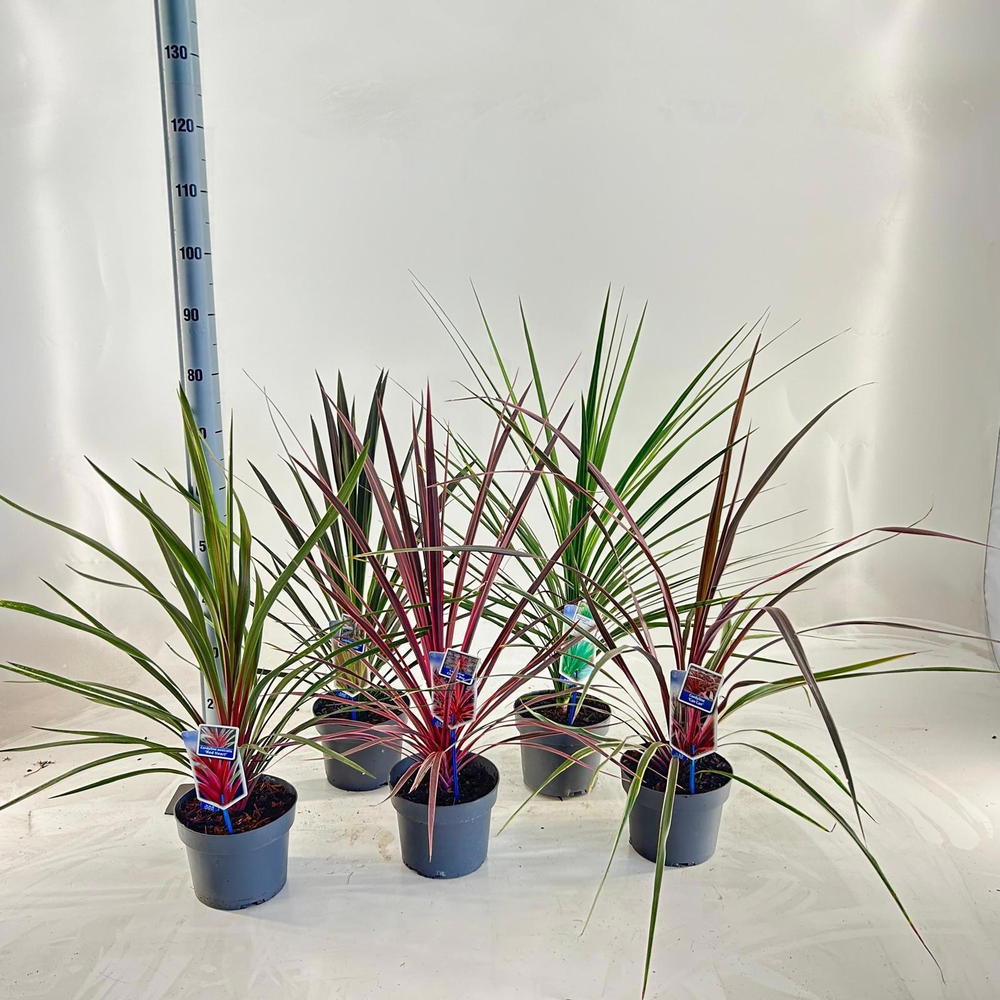 Cordyline mix.