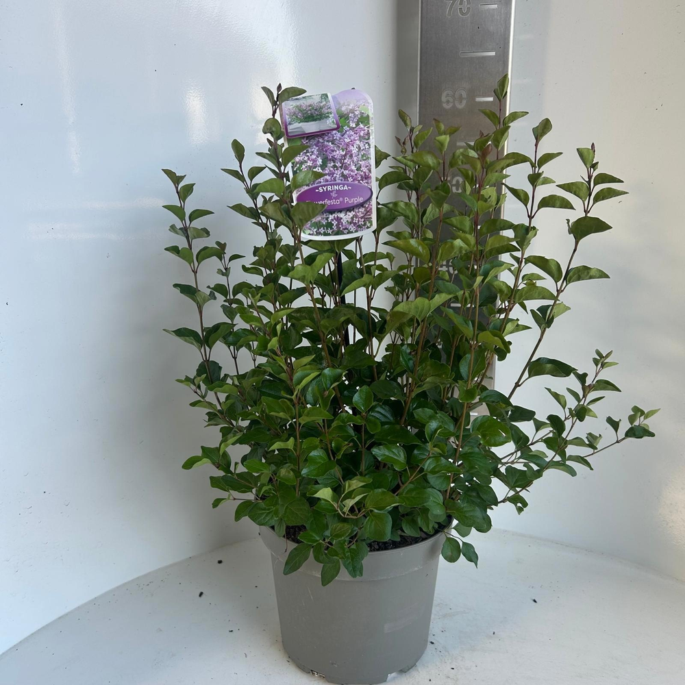 Syringa meyeri Flowerfesta® Purple ('Anny200809'PB.