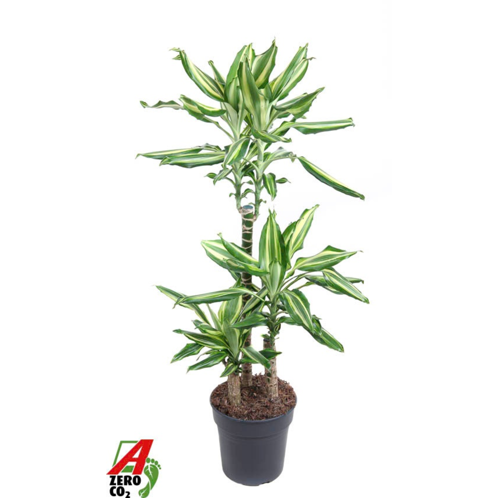 Dracaena Silver Dream 60-30-15.