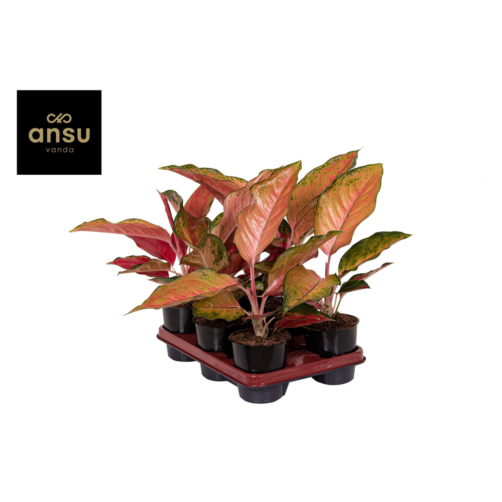 Aglaonema Chili Red.