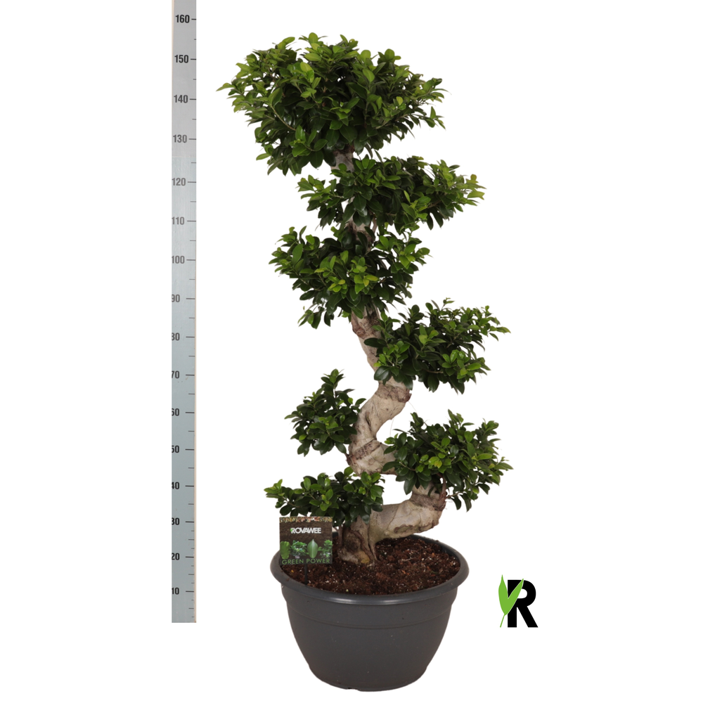 Ficus micr. S-type in kunststof sierpot.